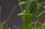 Loomis' yellow loosestrife